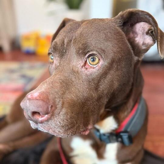 Harrold, a Adoptable mixed breed in Turlock, CA image 5/5