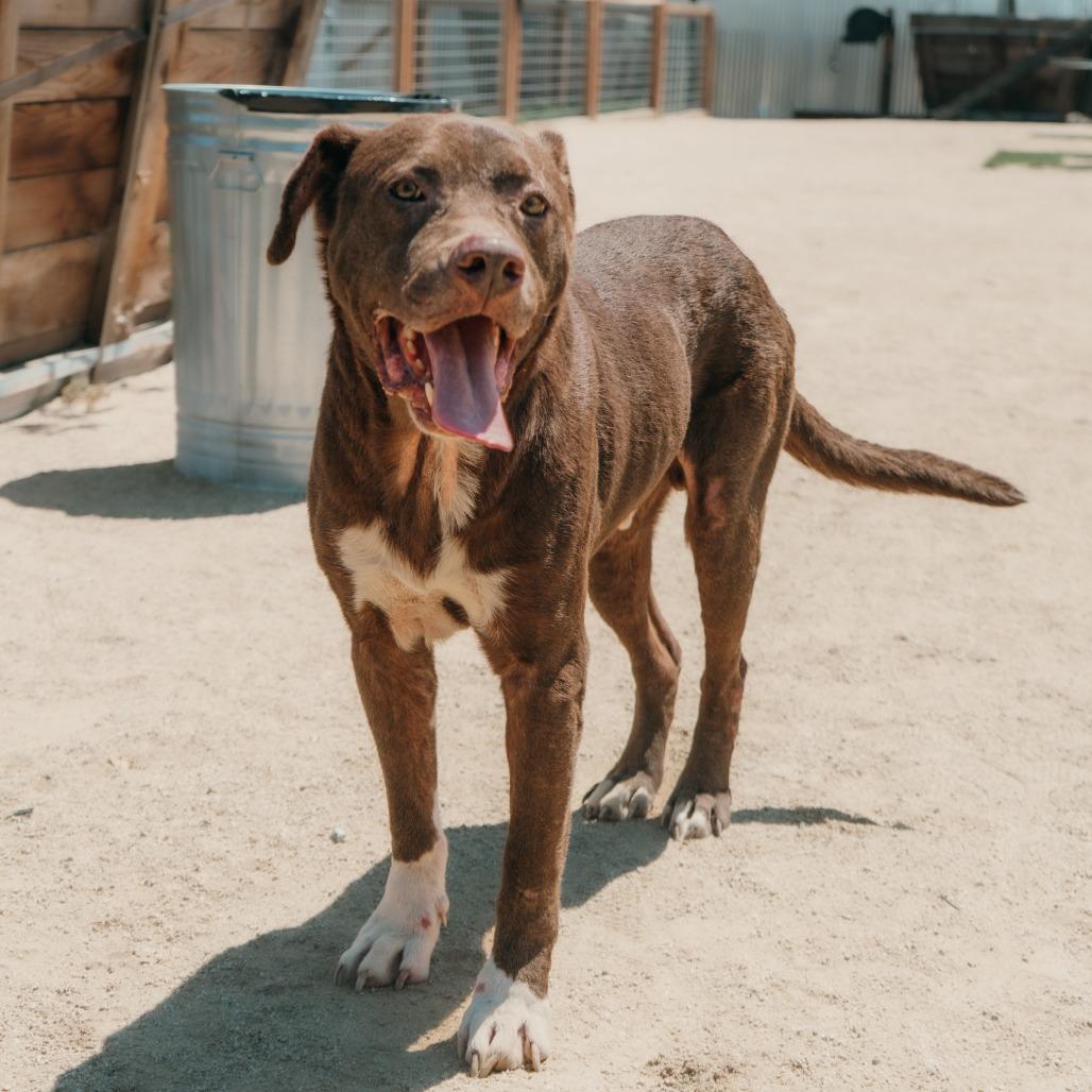 Harrold, a Adoptable mixed breed in Turlock, CA image 6/6