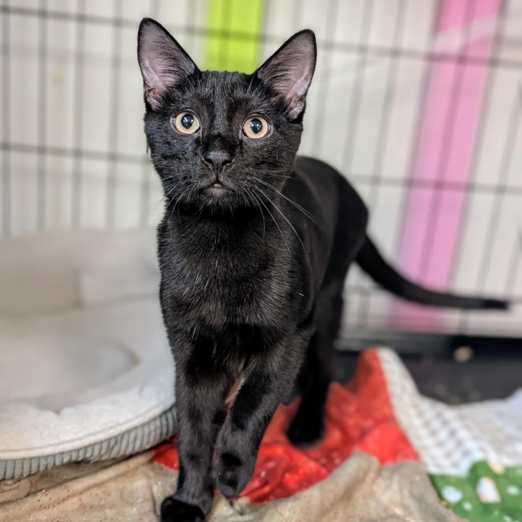 Enlarge Allen, a Adoptable Domestic Short Hair in Buffalo, NY image 1/2