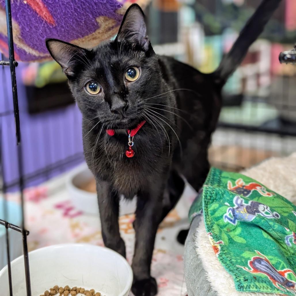 Enlarge Allen, a Adoptable Domestic Short Hair in Buffalo, NY image 2/2