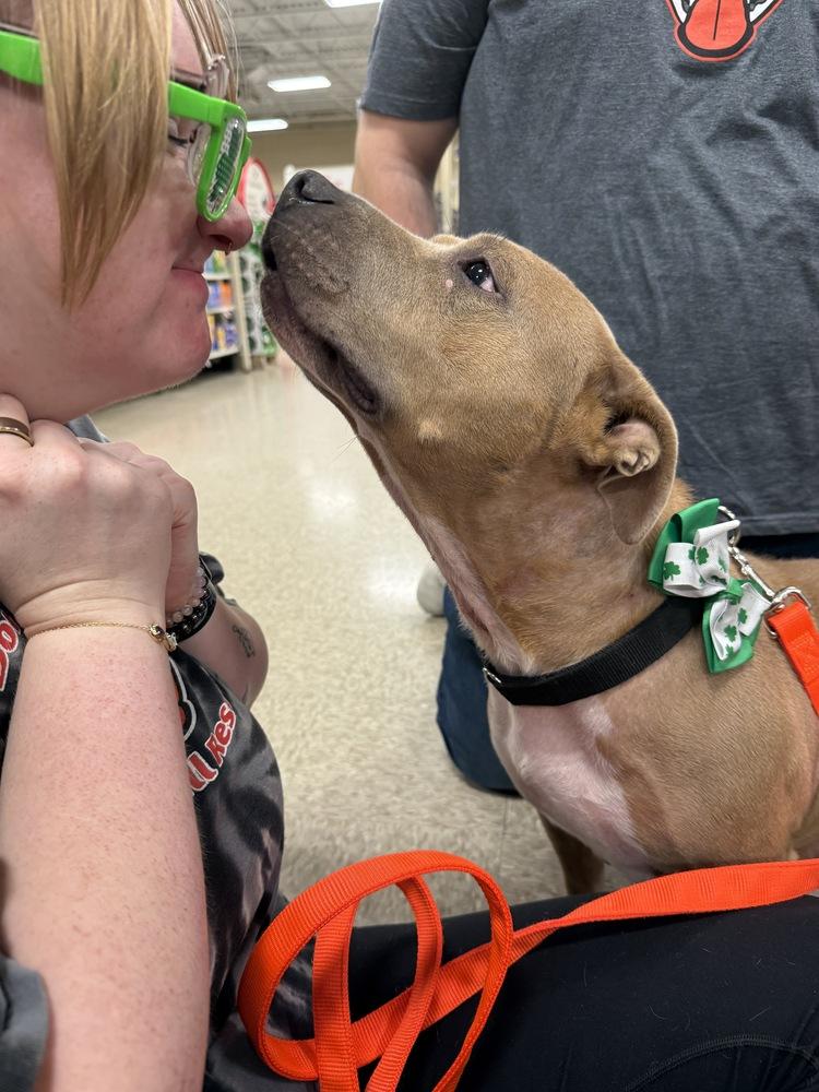 Enlarge Myra  (Morna 2025), a Adoptable mixed breed in Wenonah, NJ image 3/6