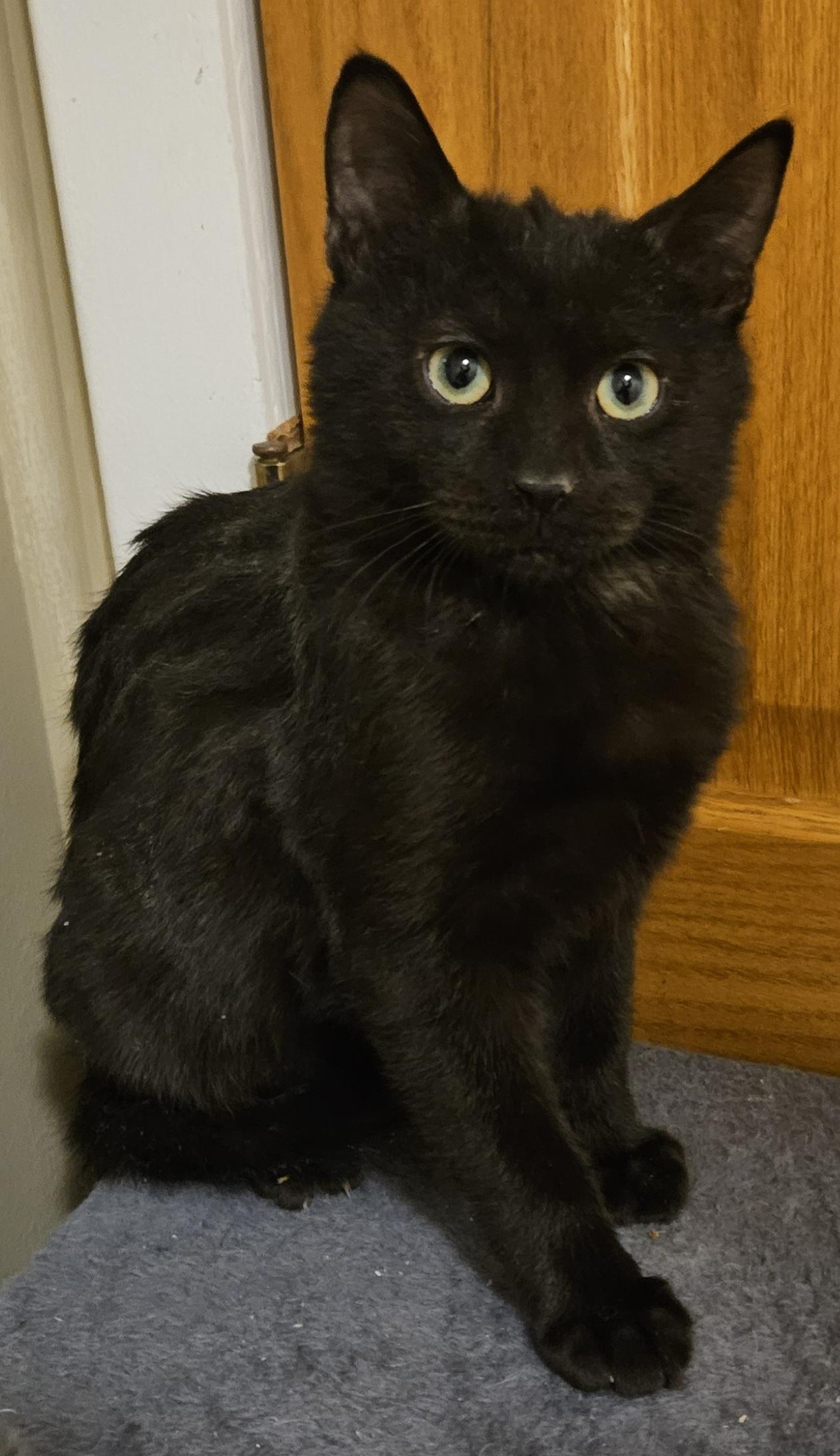 Enlarge Falcon, a ADOPTABLE Domestic Short Hair in Milwaukee, WI image 2/4
