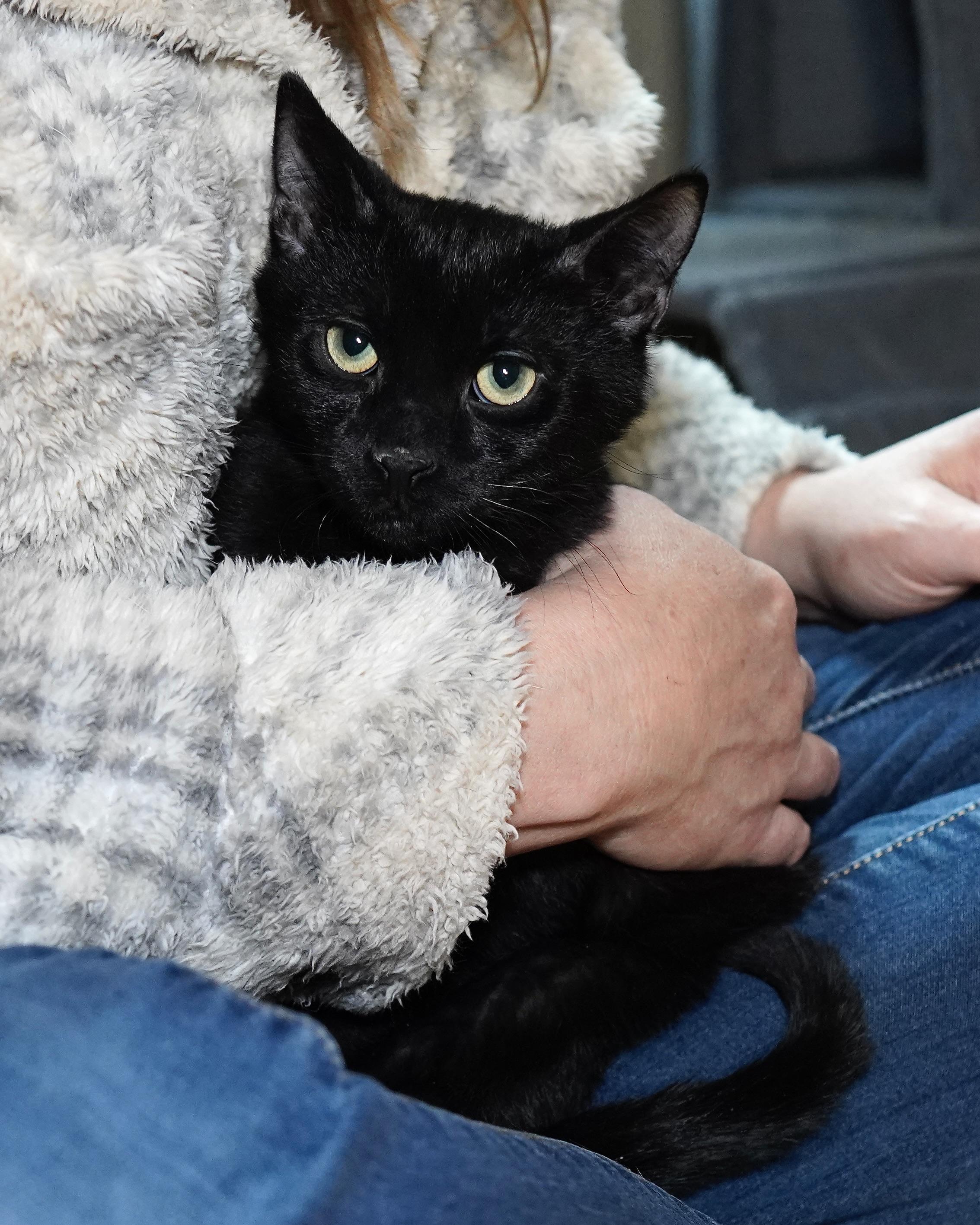 Falcon, ADOPTABLE, Kitten Male Domestic Short Hair.