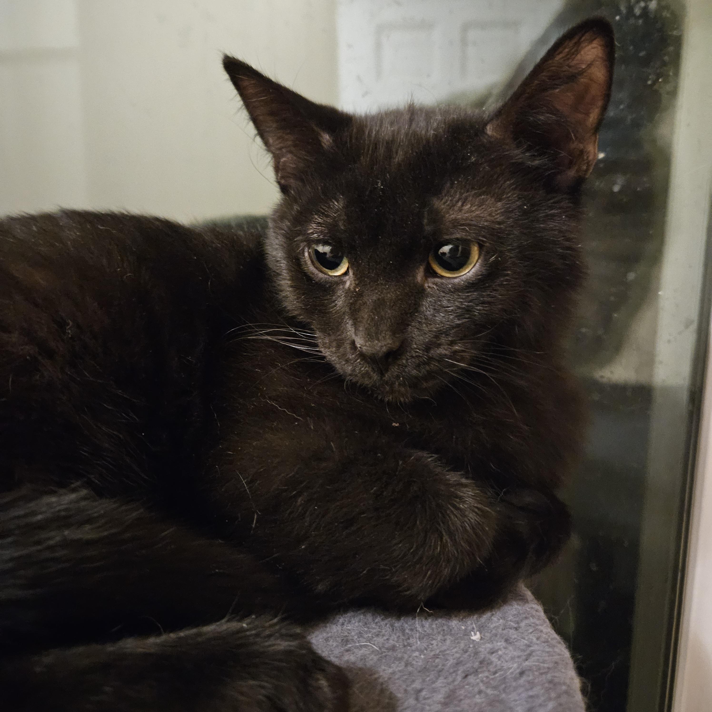 Falcon, ADOPTABLE, Kitten Male Domestic Short Hair.