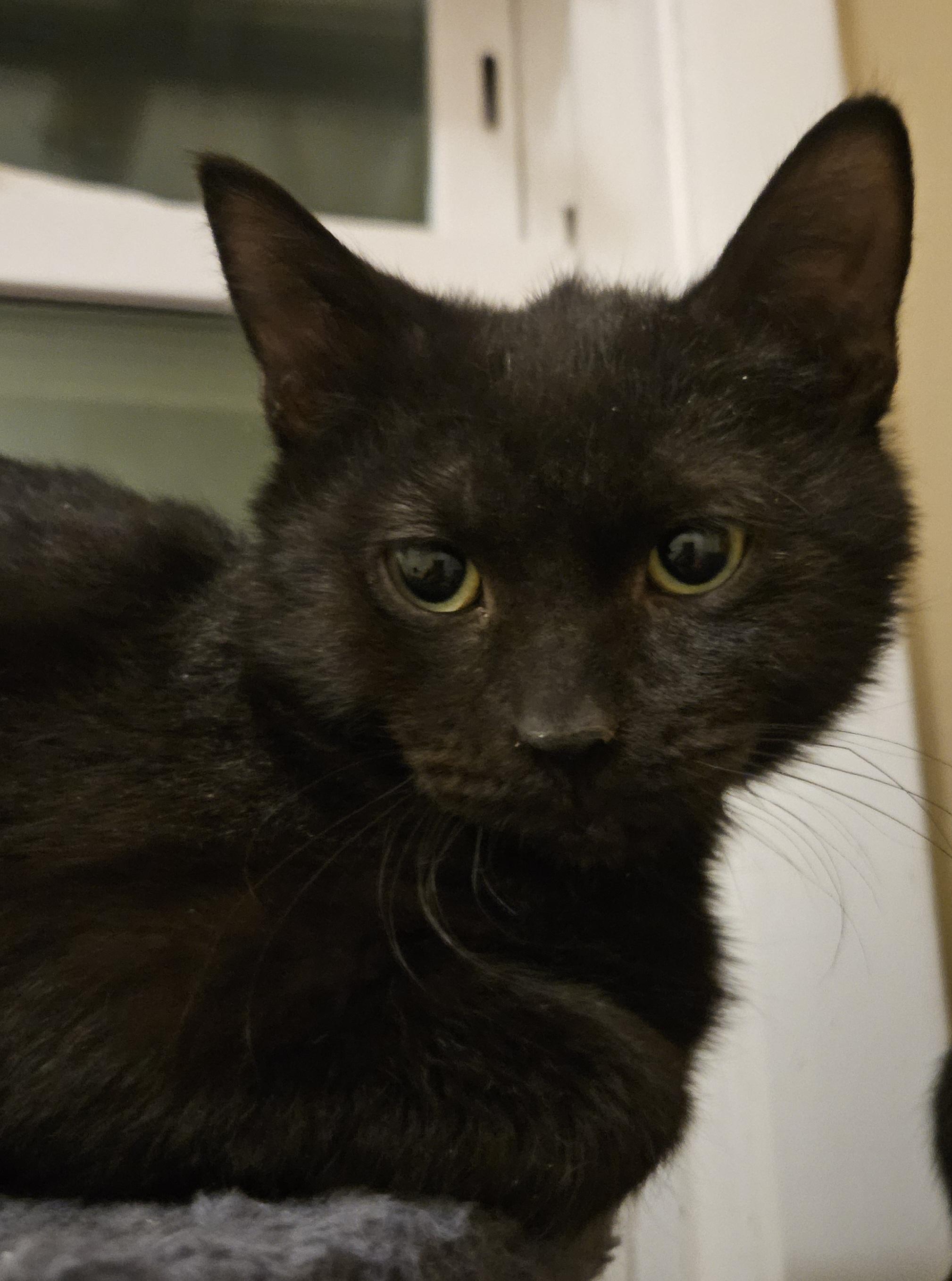 Enlarge Falcon, a ADOPTABLE Domestic Short Hair in Milwaukee, WI image 3/4