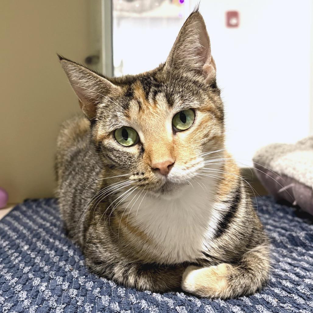 Joplin, Adoptable, Adult Female Domestic Short Hair.