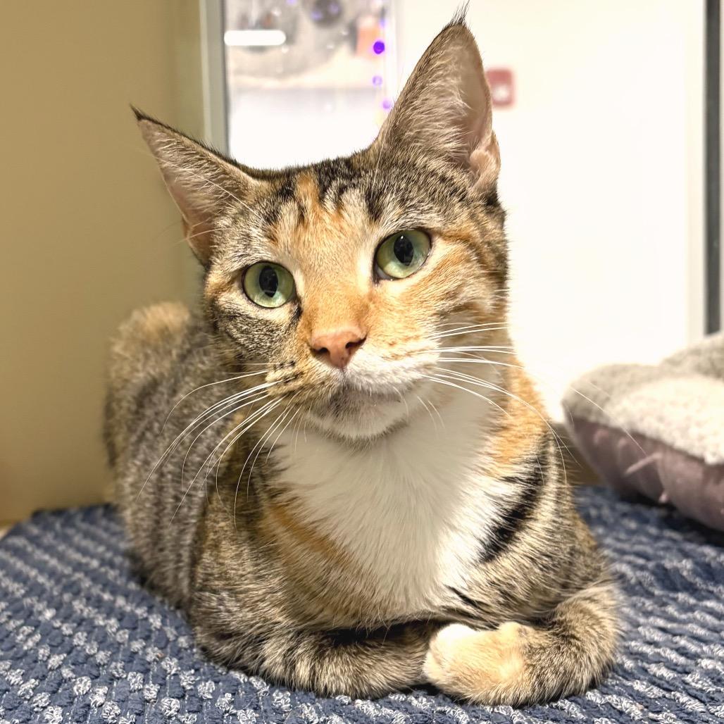 Joplin, a Adoptable Domestic Short Hair in Sarasota, FL image 2/6