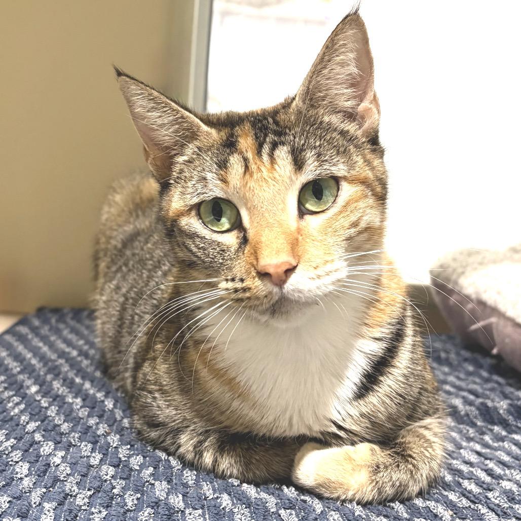 Joplin, a Adoptable Domestic Short Hair in Sarasota, FL image 3/6