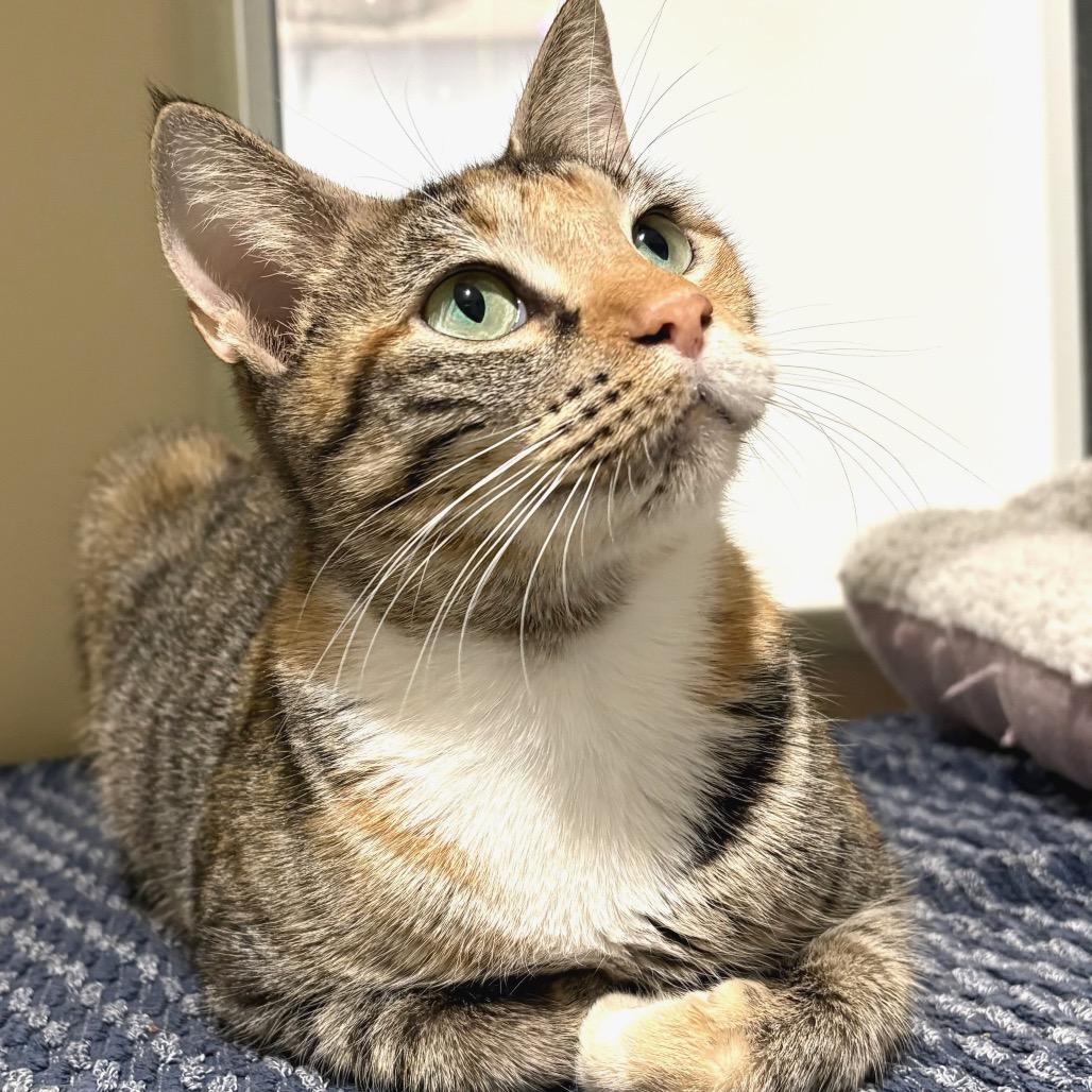 Joplin, a Adoptable Domestic Short Hair in Sarasota, FL image 4/6