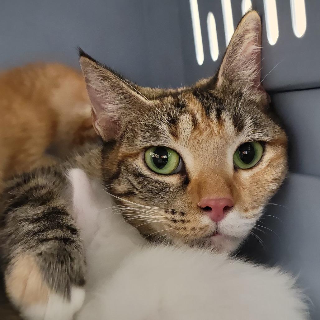 Joplin, a Adoptable Domestic Short Hair in Sarasota, FL image 5/6