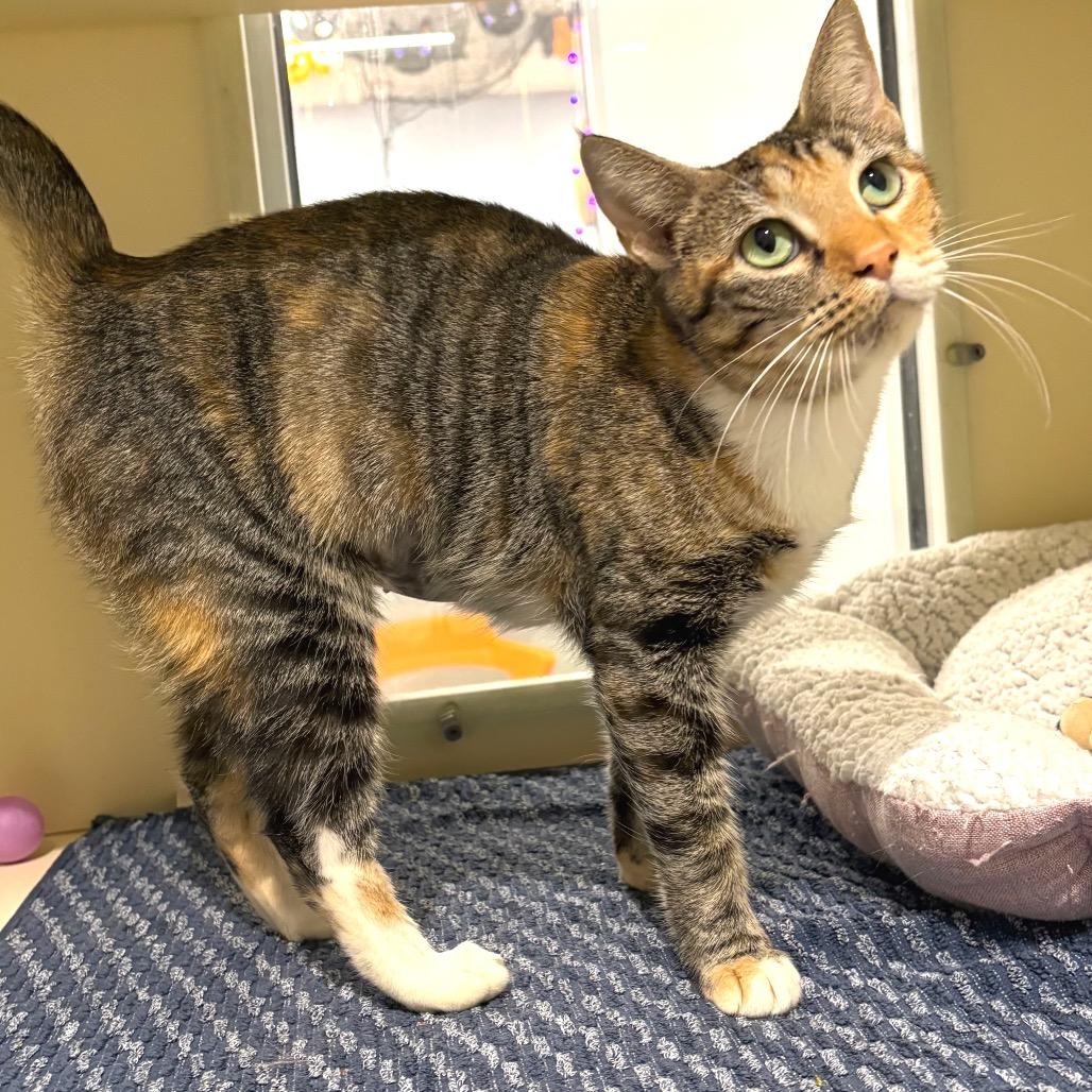 Joplin, a Adoptable Domestic Short Hair in Sarasota, FL image 6/6