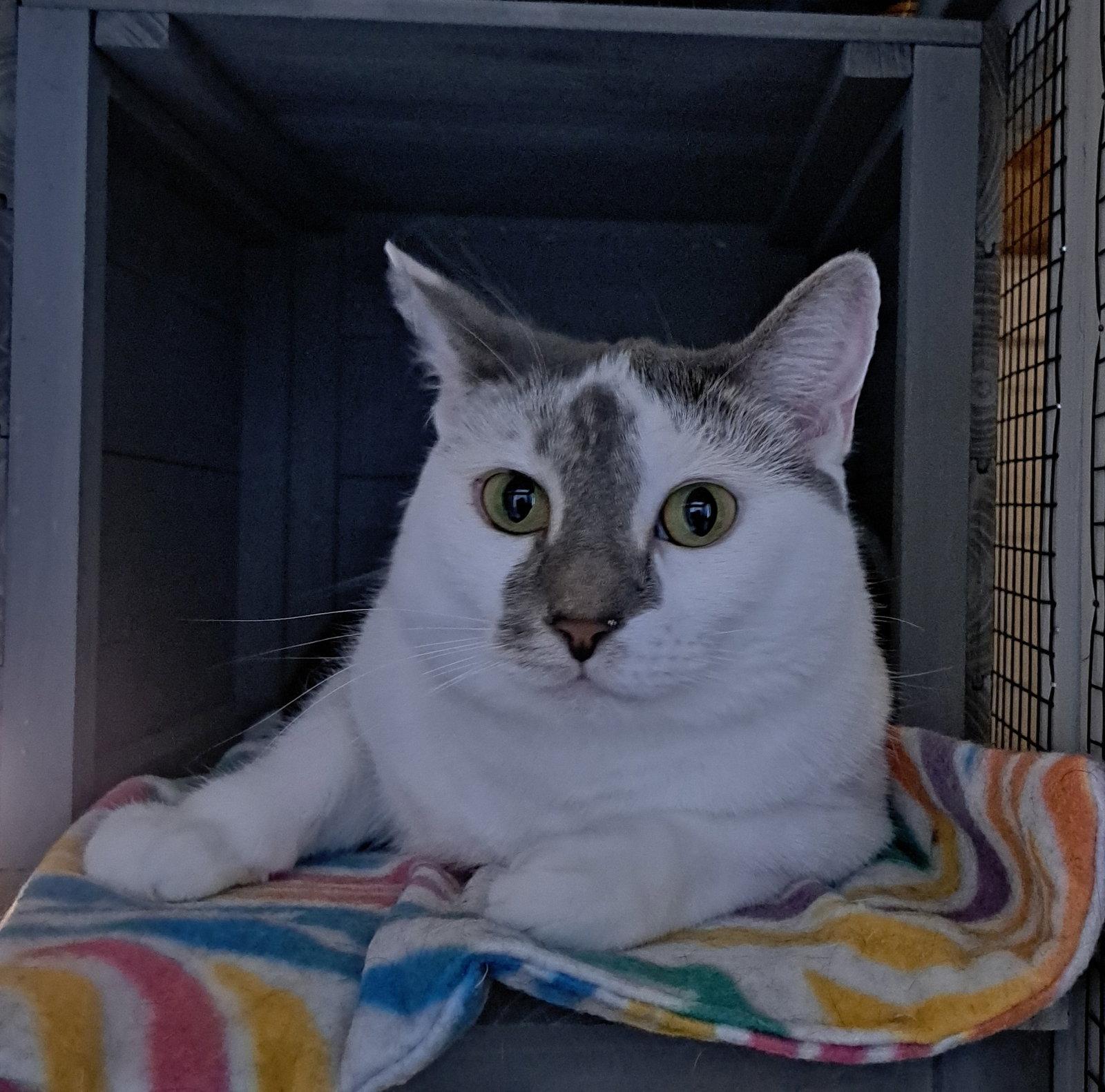 Kiko, Adoptable, Adult Female Domestic Short Hair.