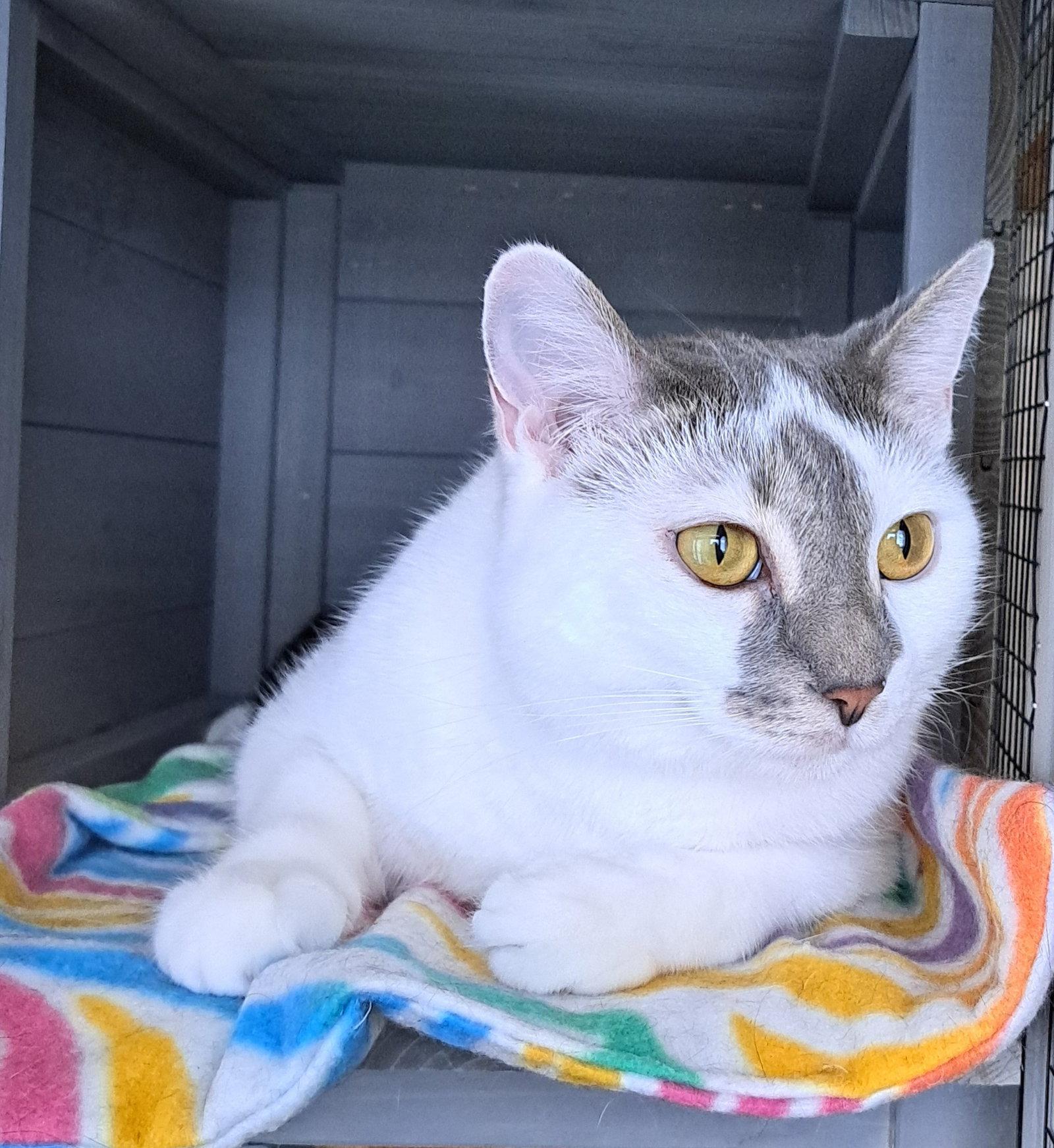 Kiko, a Adoptable Domestic Short Hair in McKinney, TX image 2/2