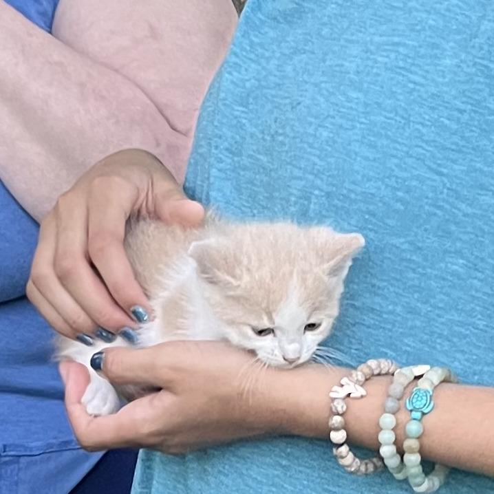 Caramel Swirl Ice Cream, Adoptable, Young Male Domestic Short Hair.