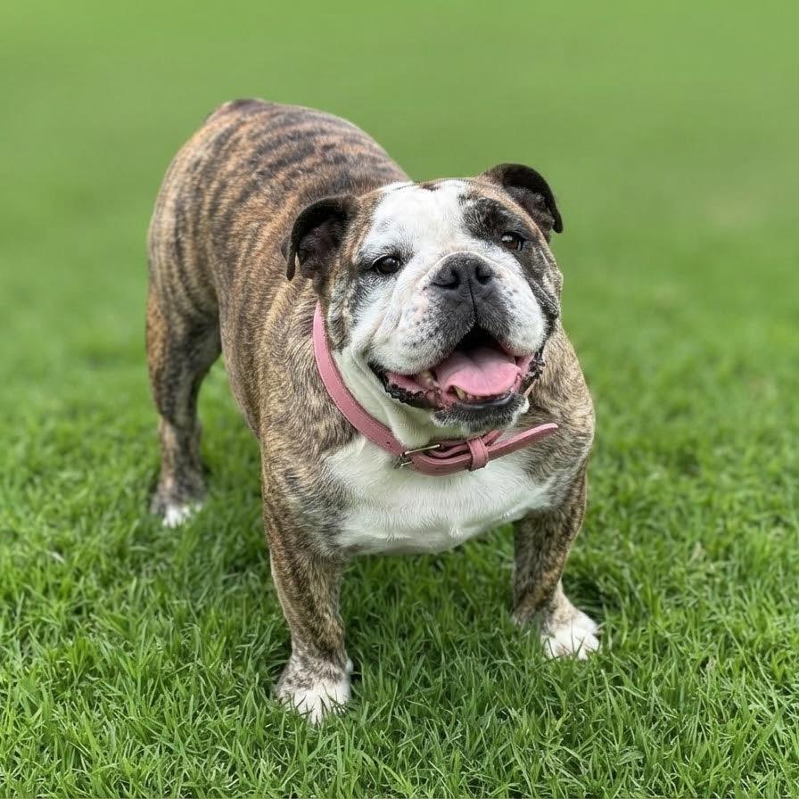 Luna Girl, Adoptable, Adult Female English Bulldog.