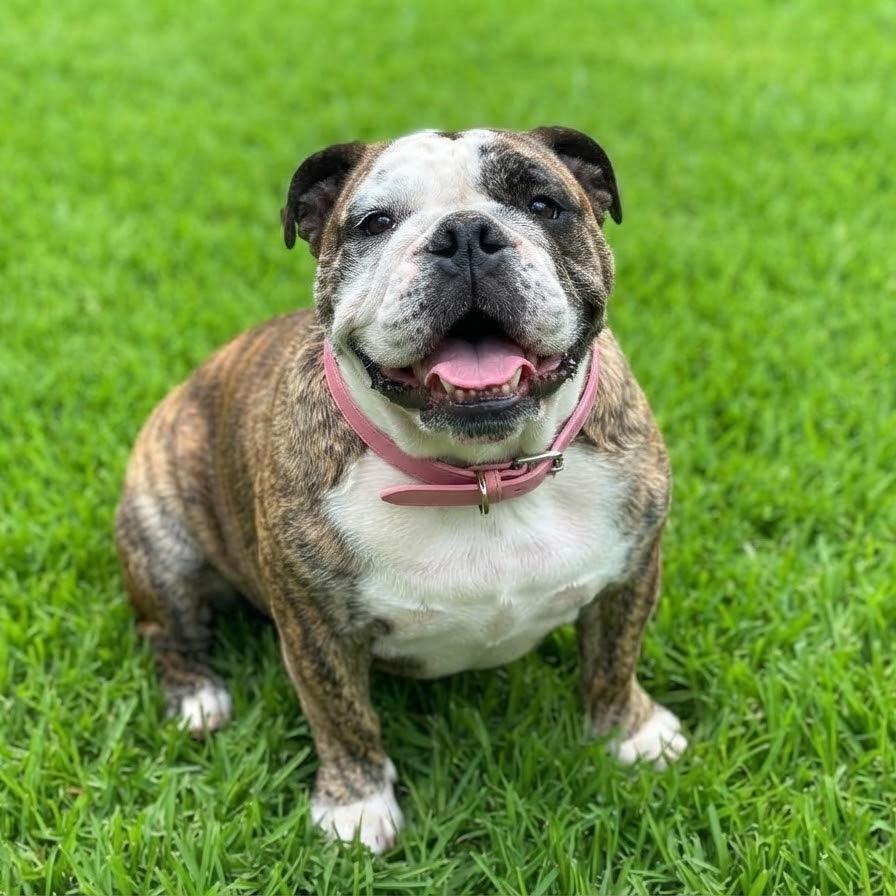 Enlarge Luna Girl, a Adoptable English Bulldog in Las Vegas, NV image 2/3