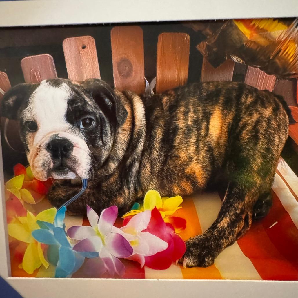 Enlarge Luna Girl, a Adoptable English Bulldog in Las Vegas, NV image 3/3