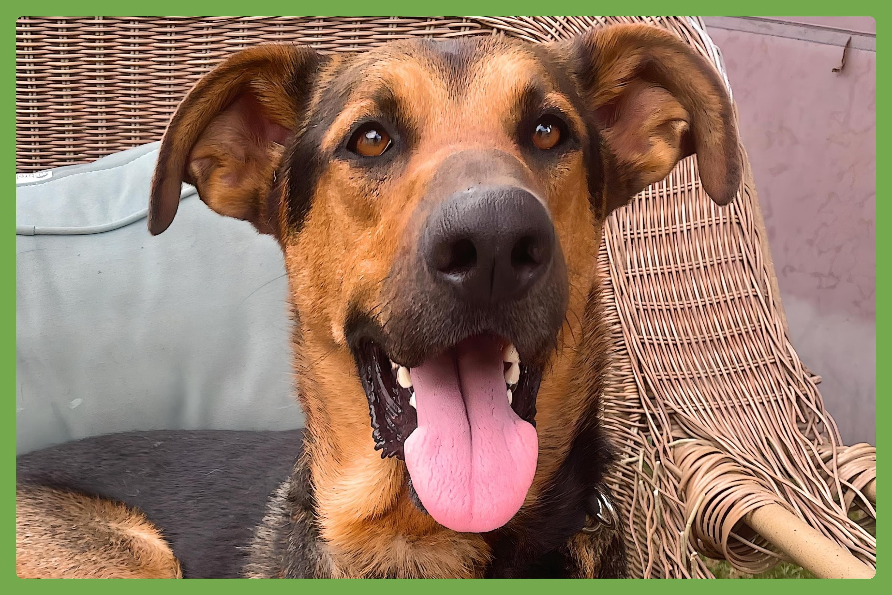 Tucker — thumbnail 5