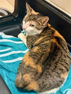 Enlarge Linda - Meet Our Beachside Beauty — Ready for Her Forever Home!, a Adoptable Domestic Short Hair in Charlestown, MA image 5/6