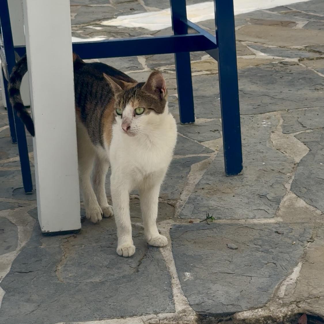 Enlarge Linda - Meet Our Beachside Beauty — Ready for Her Forever Home!, a Adoptable Domestic Short Hair in Charlestown, MA image 3/6