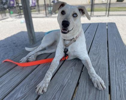 Kensie, a Adoptable Mixed Breed in Maumee, OH image 1/3