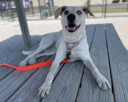 Kensie, a Adoptable Mixed Breed in Maumee, OH image 2/3