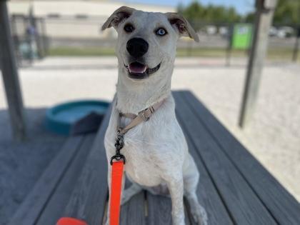 Kensie, Adoptable, Young Female Mixed Breed & Mixed Breed.