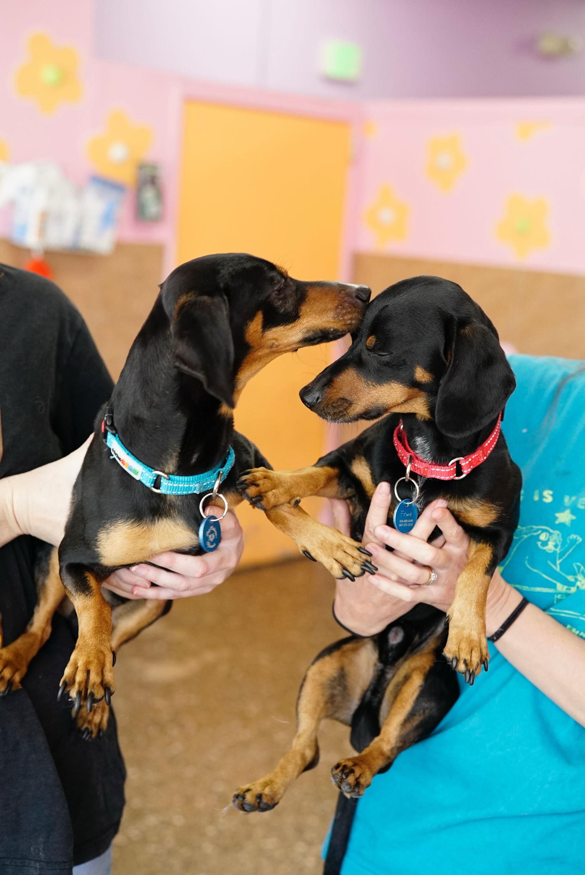 Frank & Link, a ADOPTABLE Dachshund in Pasadena, CA image 3/6