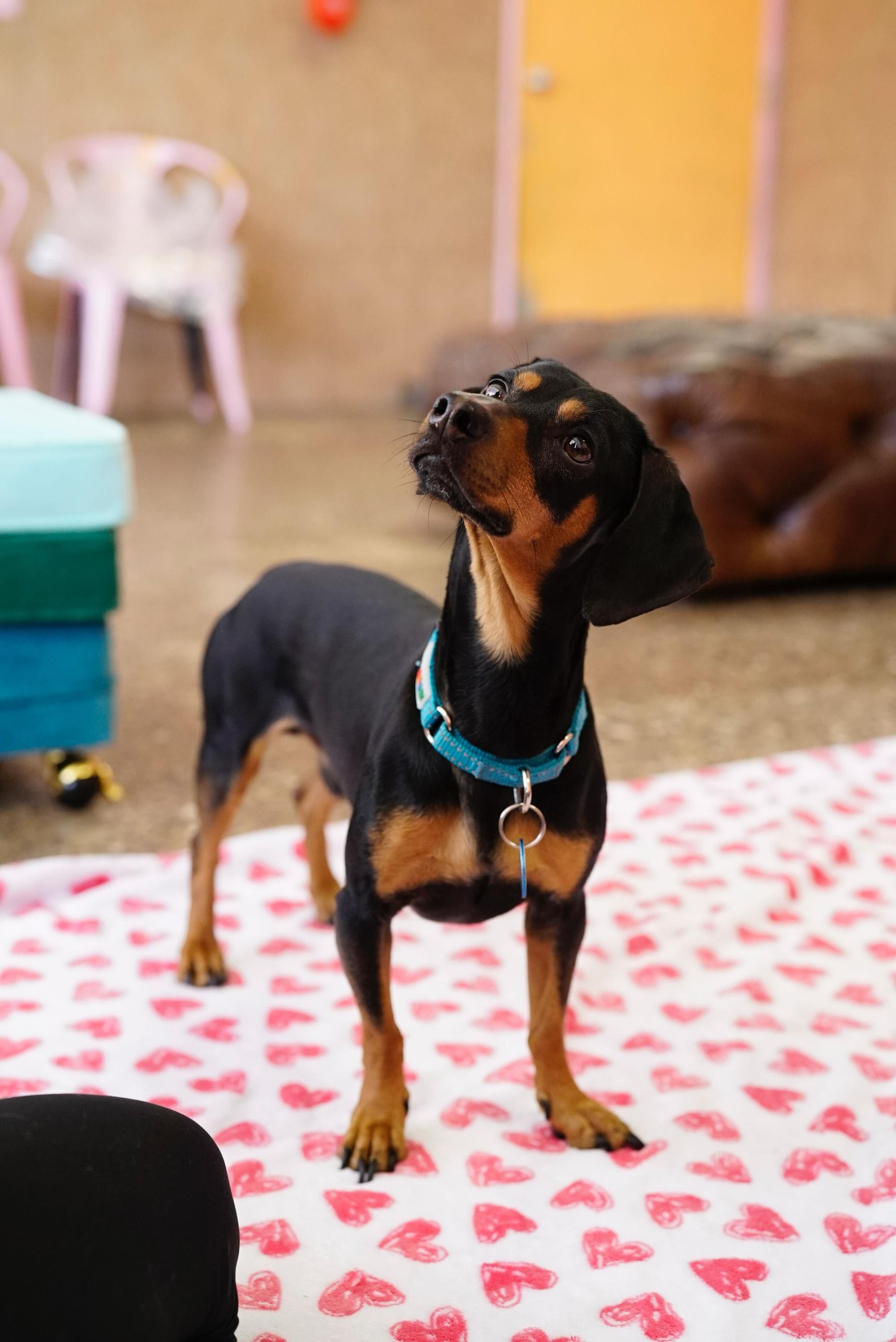Enlarge Link, a ADOPTABLE Dachshund in Pasadena, CA image 3/5