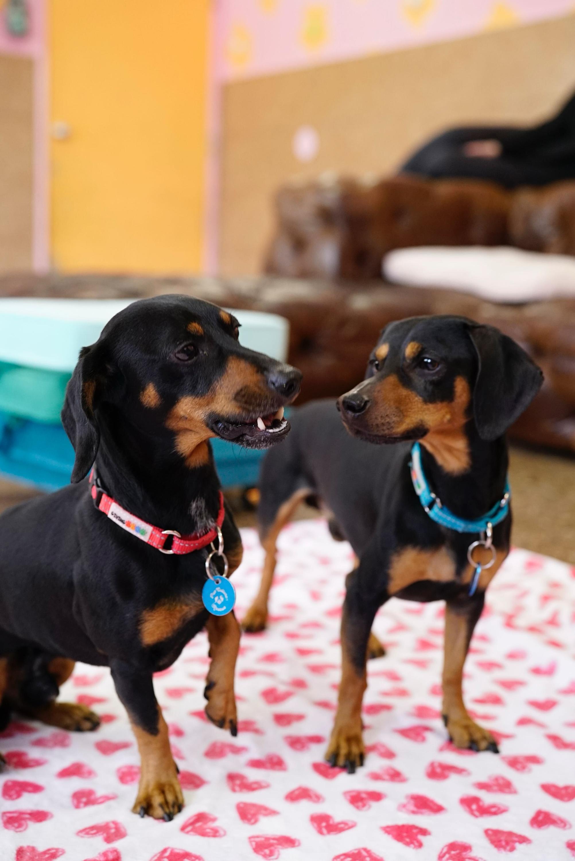 Frank & Link, a ADOPTABLE Dachshund in Pasadena, CA image 6/6