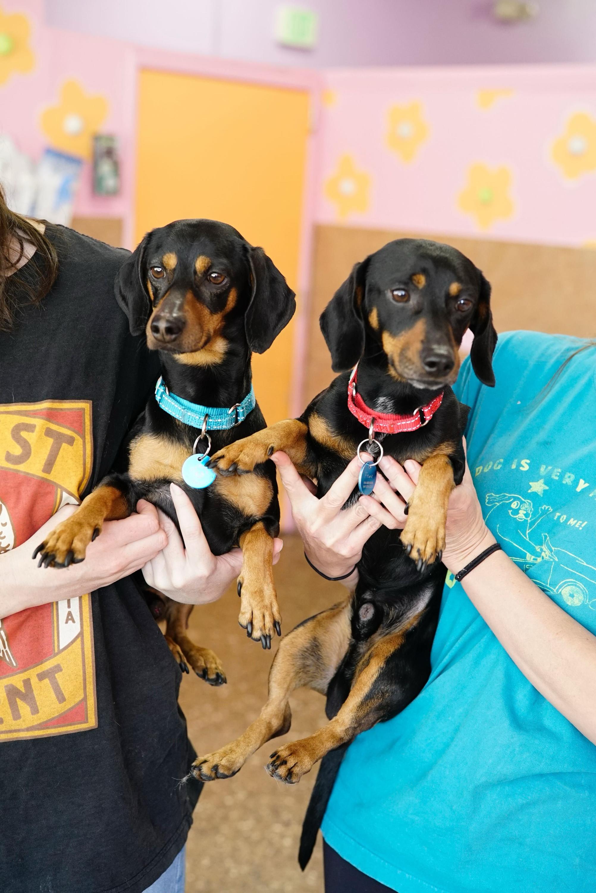 Frank & Link, ADOPTABLE, Adult Male Dachshund.