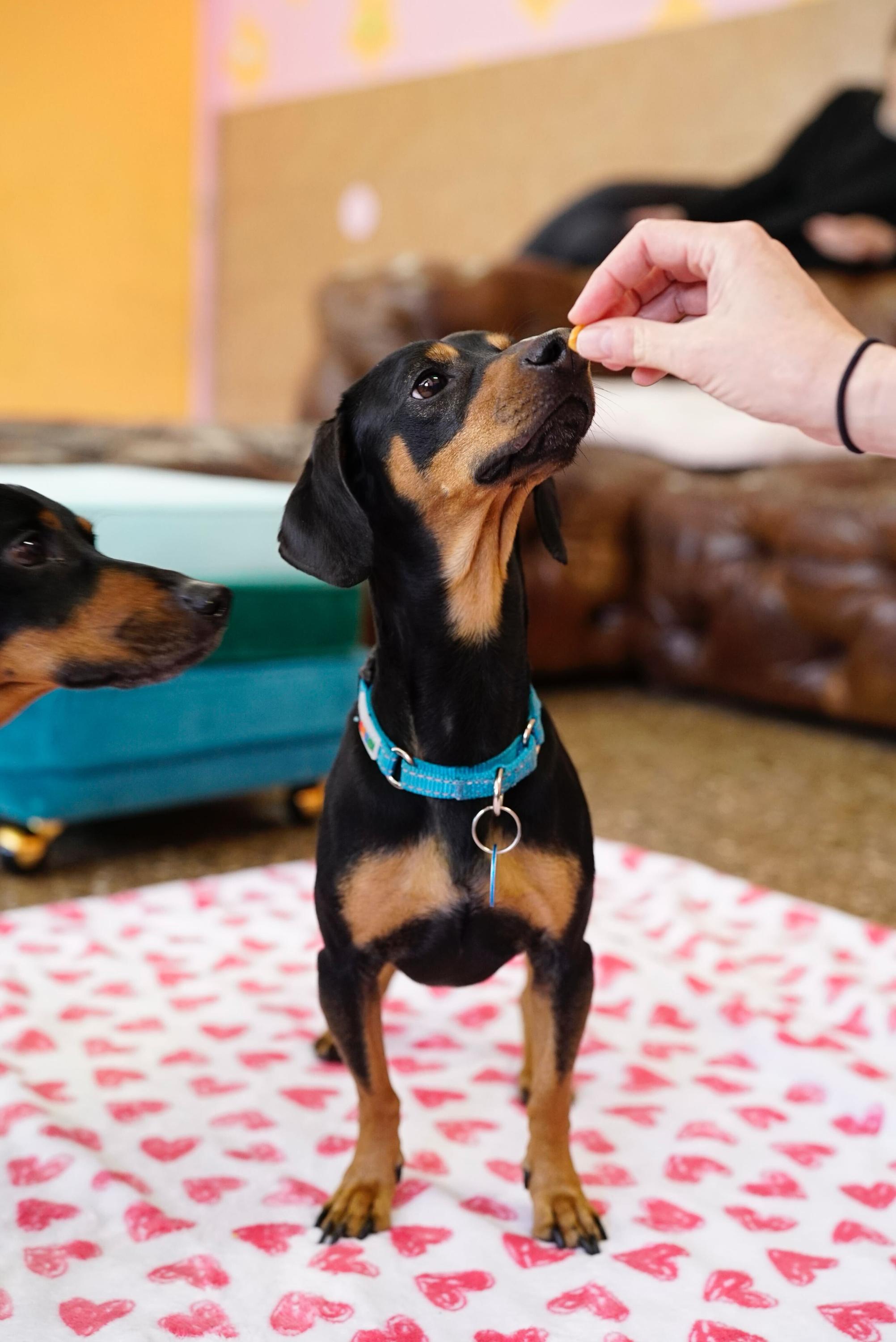 Enlarge Link, a ADOPTABLE Dachshund in Pasadena, CA image 4/5