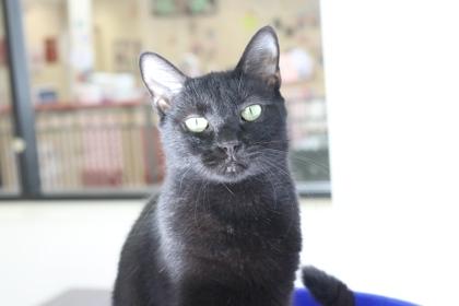 Enlarge Baby Ruth, a Adoptable Domestic Short Hair in Brunswick, GA image 1/2