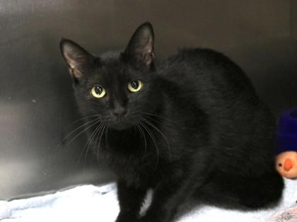 Enlarge Baby Ruth, a Adoptable Domestic Short Hair in Brunswick, GA image 2/2