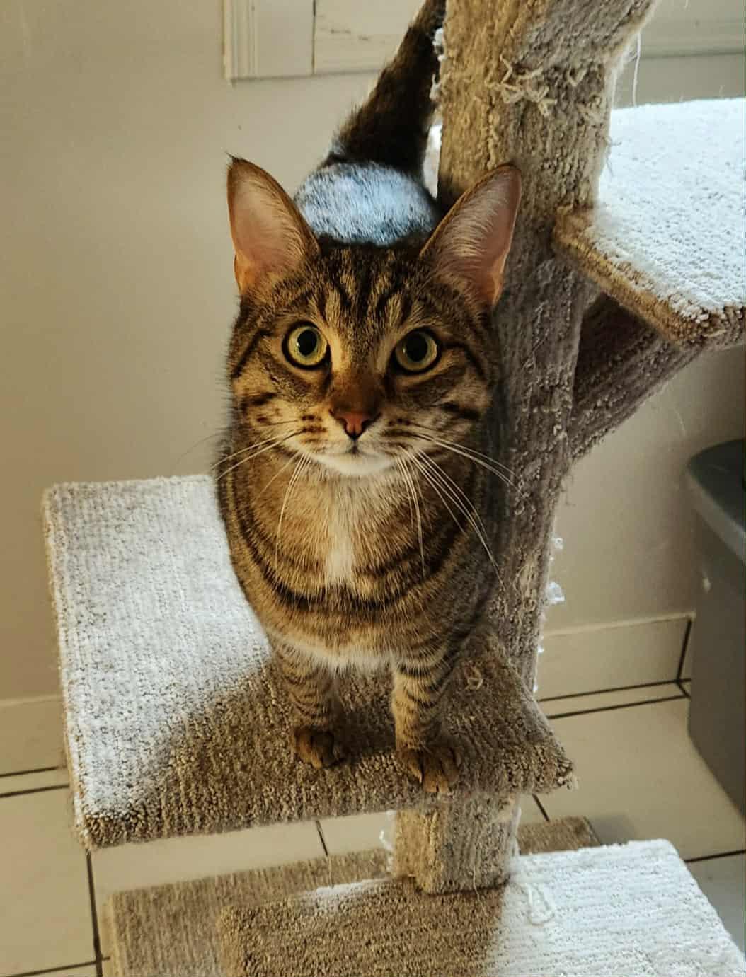 Enlarge Buckwheat, a Adoptable Domestic Short Hair in Hamilton, ON image 2/3