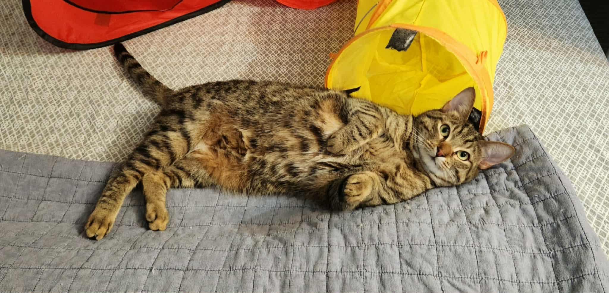 Enlarge Buckwheat, a Adoptable Domestic Short Hair in Hamilton, ON image 3/3