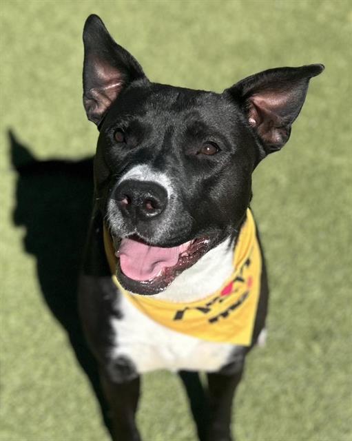 Enlarge ZEUS, a Adoptable Pit Bull Terrier in Newton, NC image 1/1