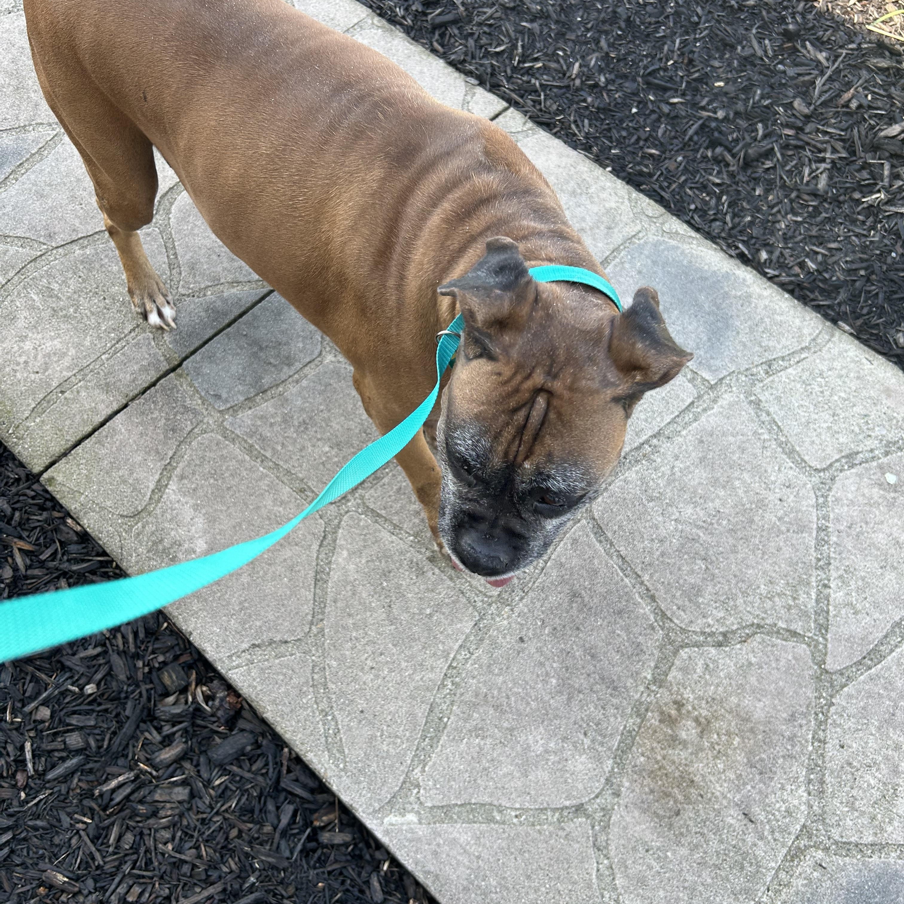 Enlarge Boxer Daisey , a Adoptable Boxer in Maumee , OH image 2/4