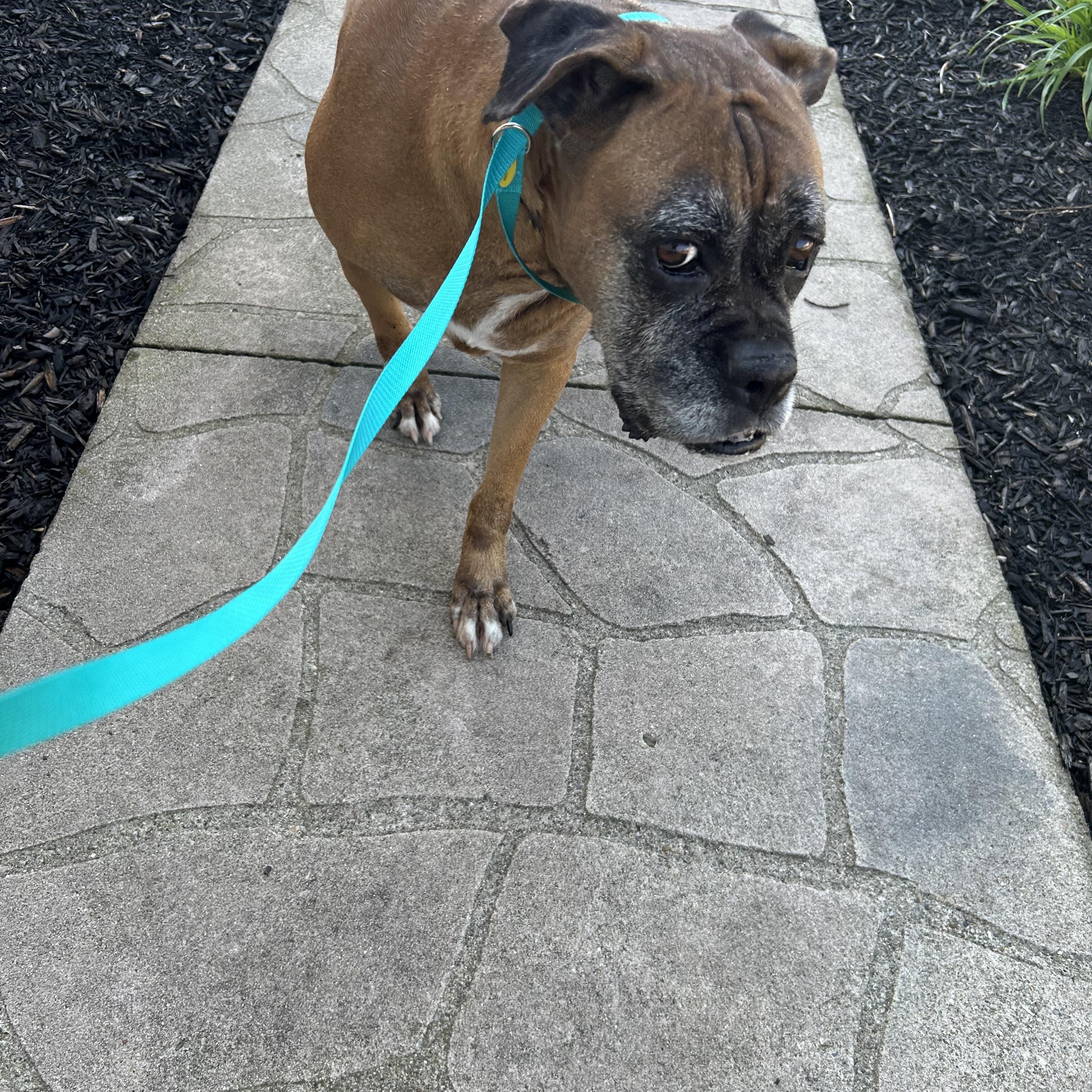 Enlarge Boxer Daisey , a Adoptable Boxer in Maumee , OH image 3/4