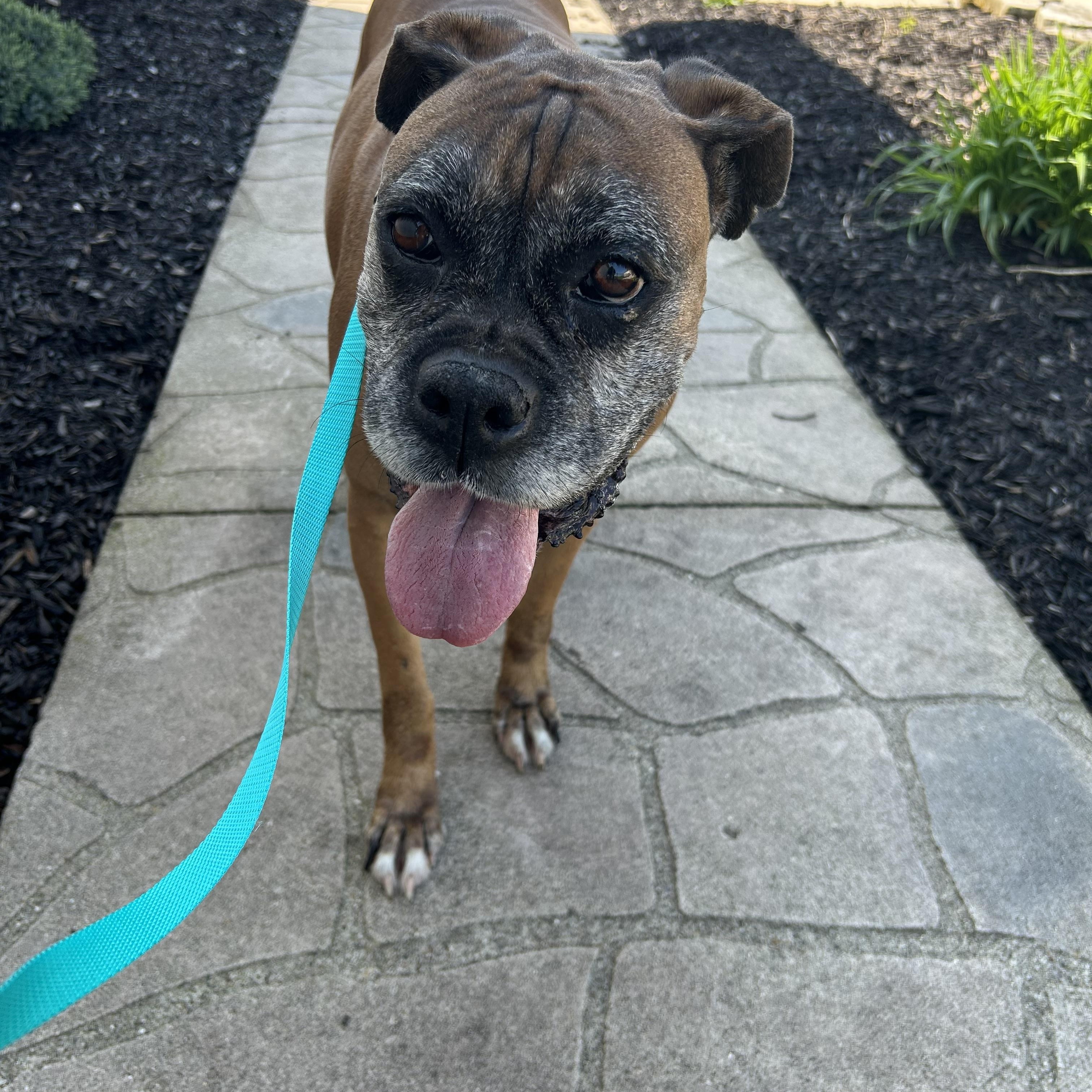 Enlarge Boxer Daisey , a Adoptable Boxer in Maumee , OH image 1/4