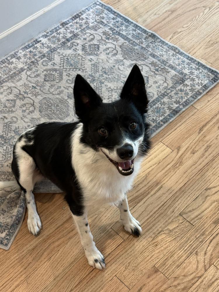 Primrose #1104, a Adoptable mixed breed in Allen, TX image 2/5