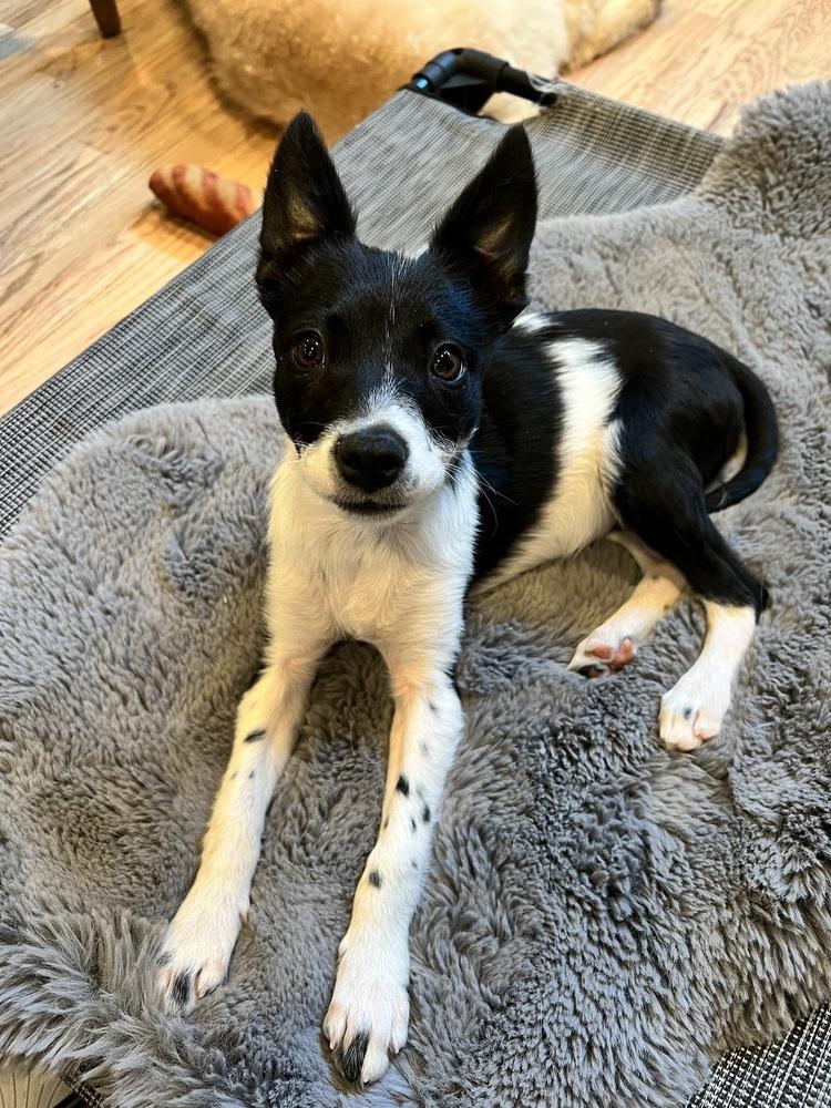 Primrose #1104, a Adoptable mixed breed in Allen, TX image 3/5