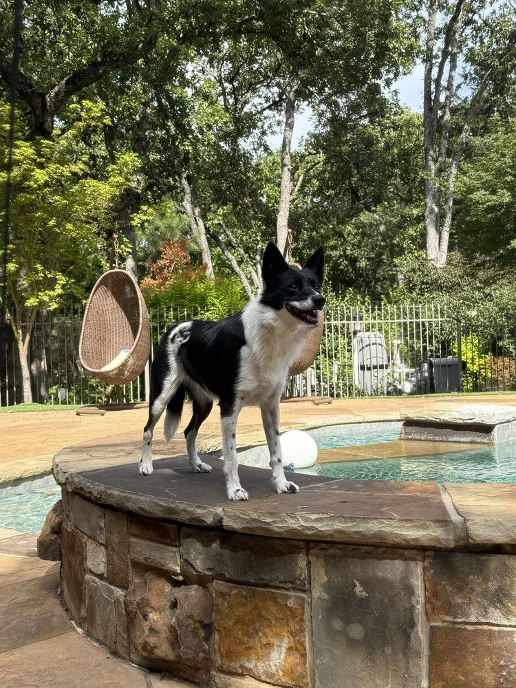 Primrose #1104, a Adoptable mixed breed in Allen, TX image 4/5