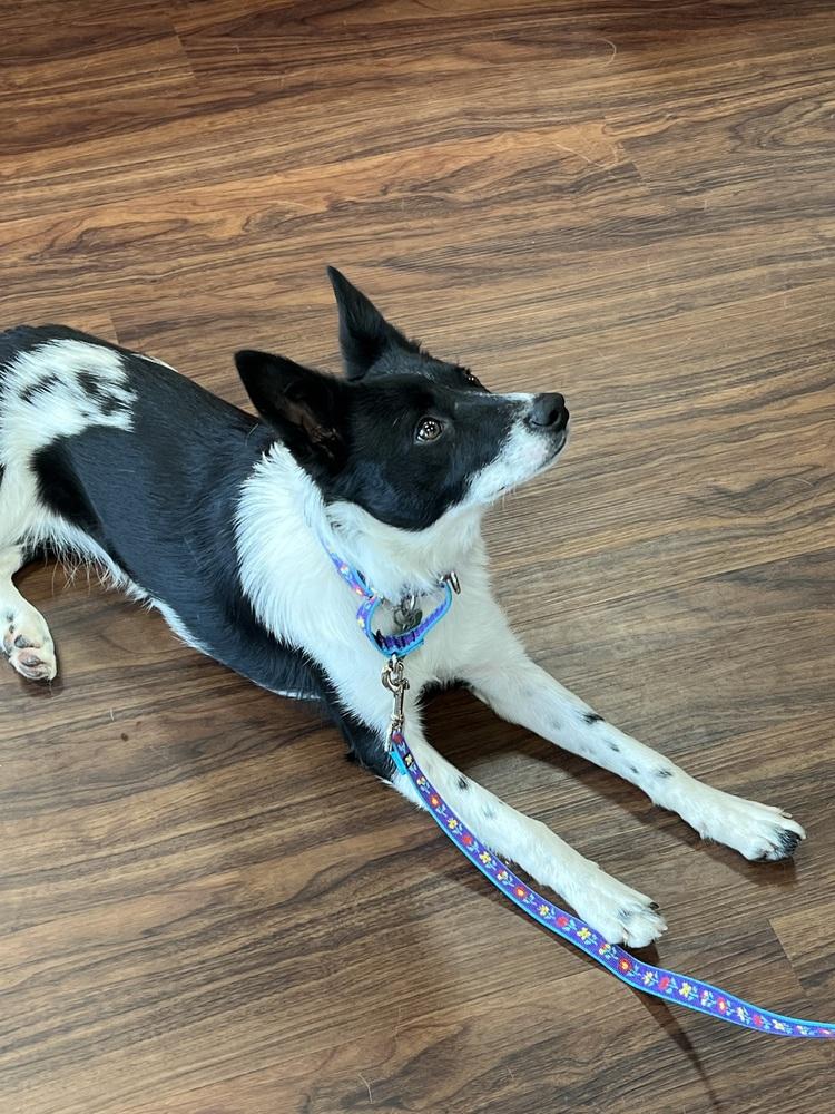 Primrose #1104, a Adoptable mixed breed in Allen, TX image 5/5