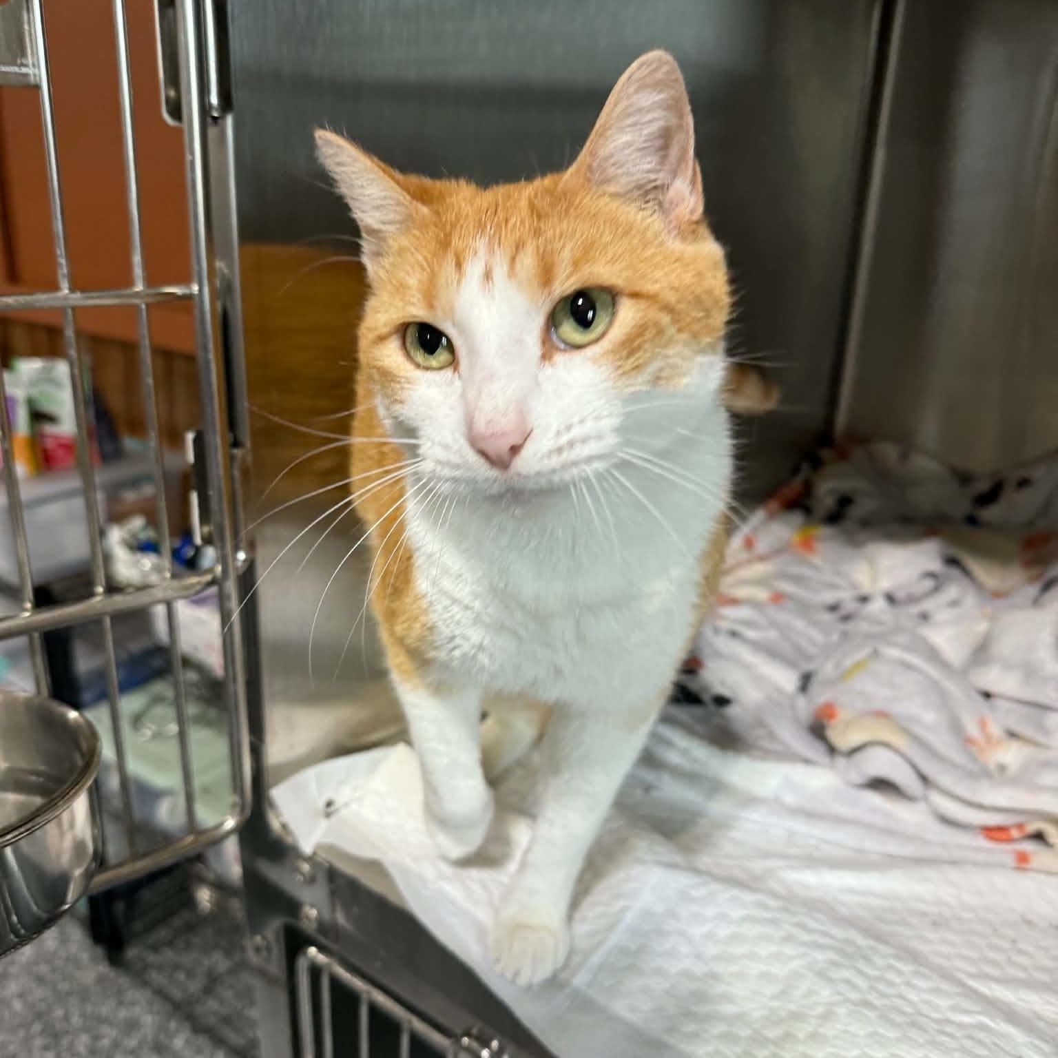 Enlarge Lucy, an adopted Domestic Short Hair in Geneseo , IL image 3/4
