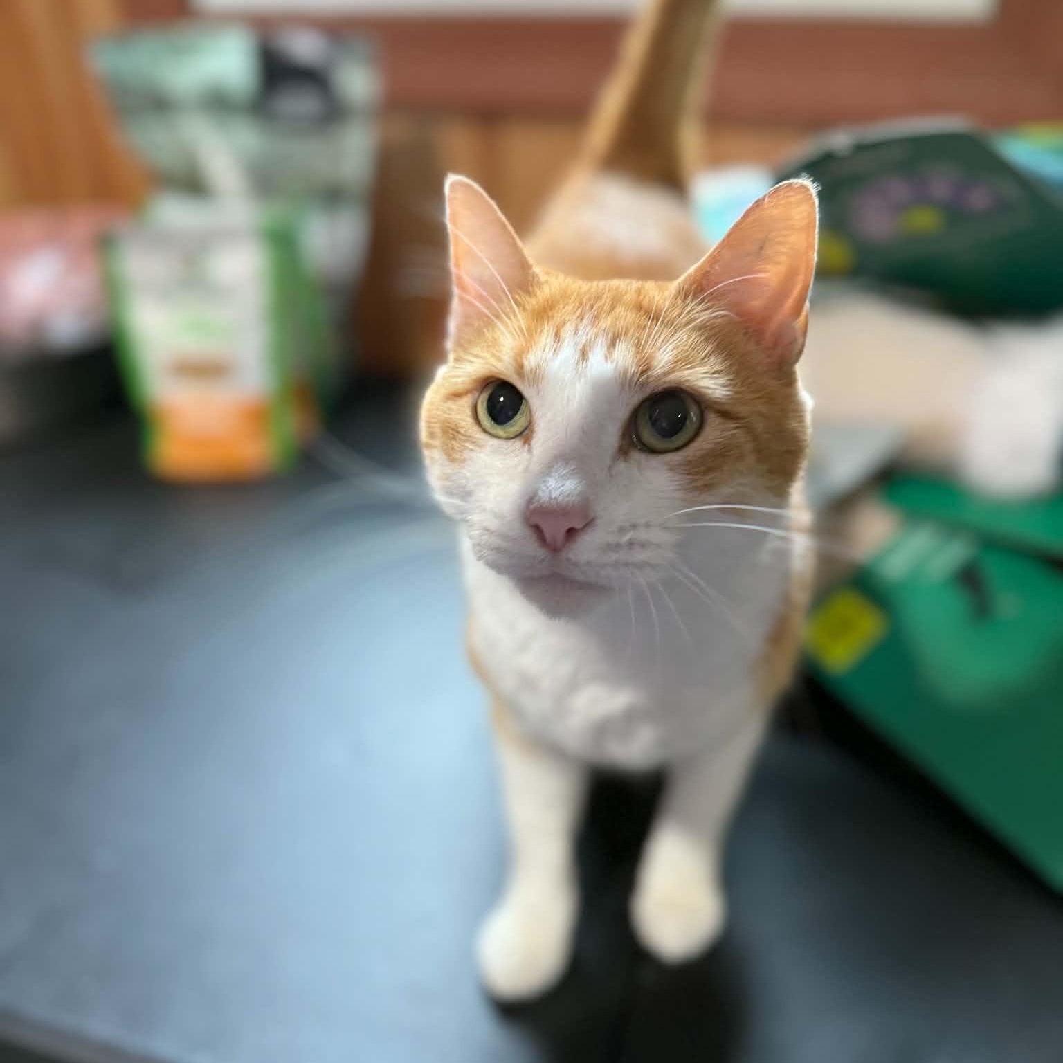 Enlarge Lucy, an adopted Domestic Short Hair in Geneseo , IL image 4/4