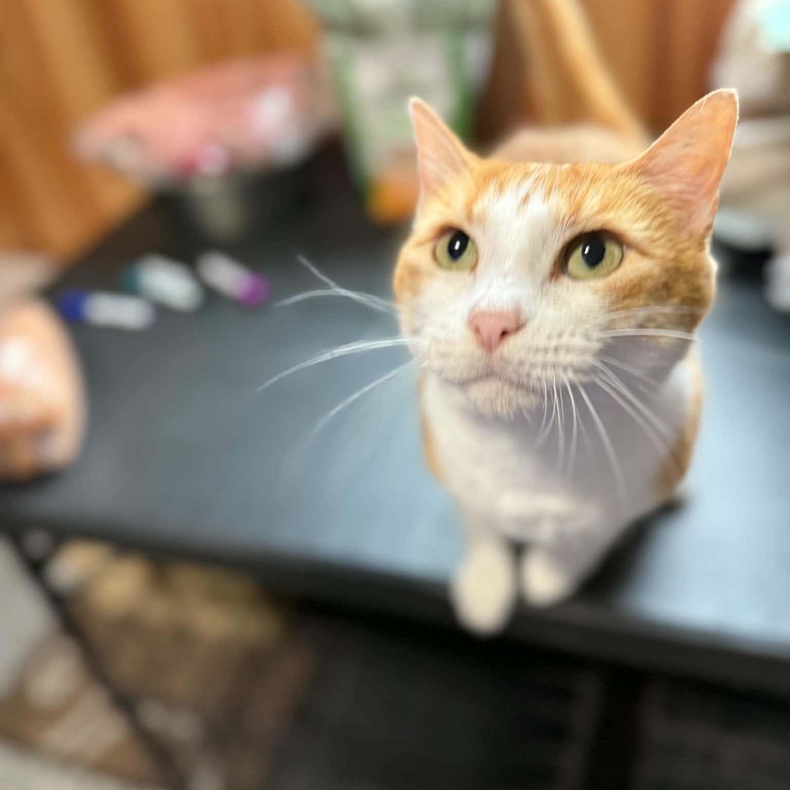 Enlarge Lucy, an adopted Domestic Short Hair in Geneseo , IL image 2/4