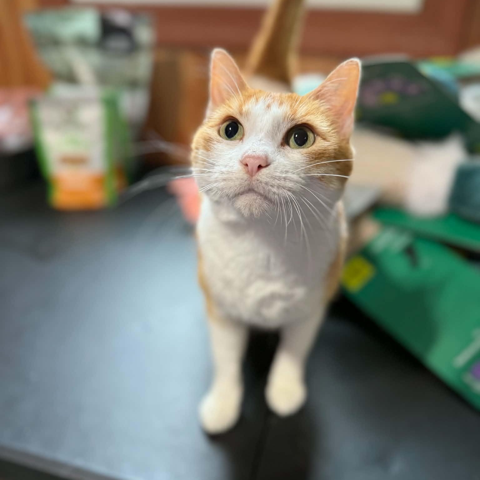 Lucy, adopted, Young Female Domestic Short Hair.