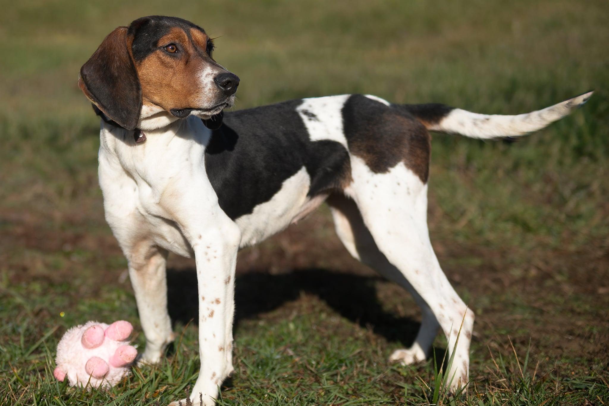 Birdie, a Adoptable Treeing Walker Coonhound in Lexington, MA image 1/4