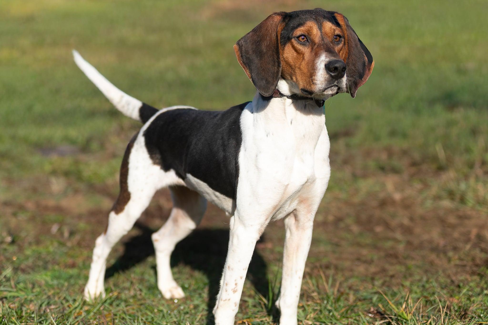 Birdie, a Adoptable Treeing Walker Coonhound in Lexington, MA image 2/4